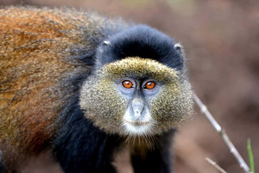 Golden Monkey Trekking with lunch - Who should choose this private day trip?