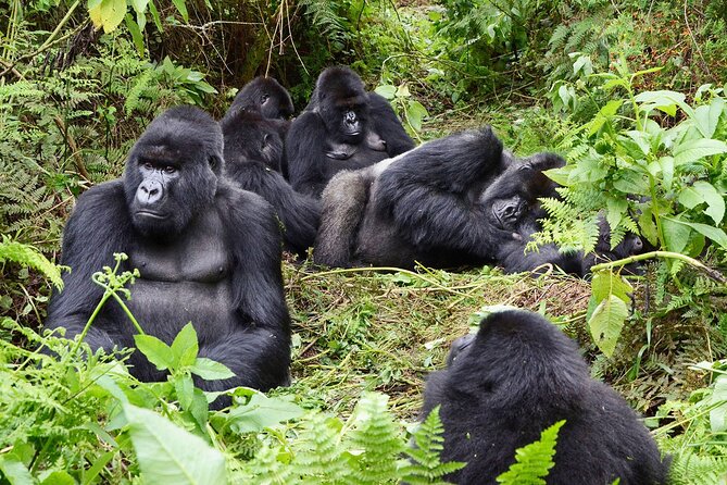 Gorilla Trekking Adventure - A Day trip (Only transfer) - Why this Kigali gorilla day trip is worth considering