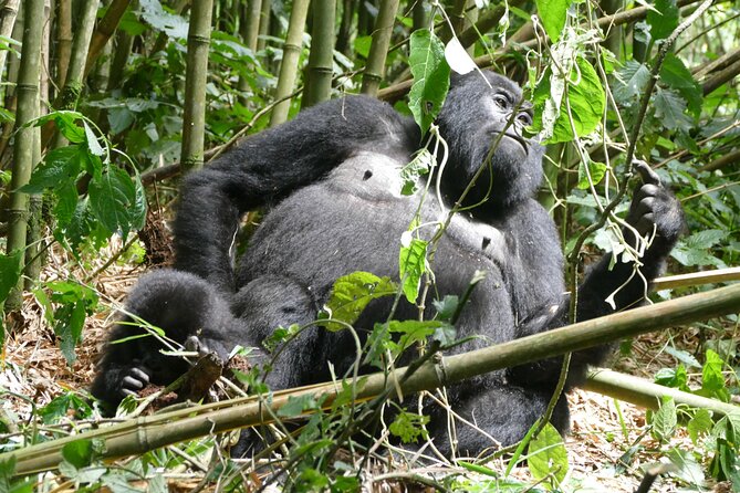 Gorilla Trekking Adventure - A Day trip (Only transfer) - Walking into the gorilla forest