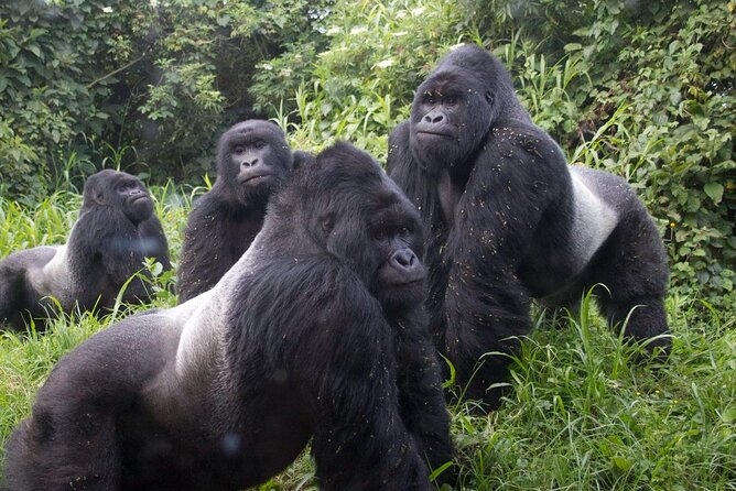Gorilla Trekking Adventure - A Day trip (Only transfer) - Meeting mountain gorillas at close range