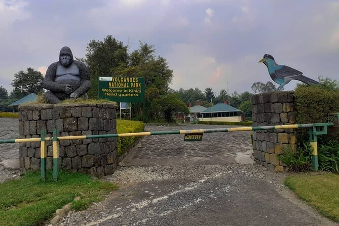 Gorilla Trekking Adventure - A Day trip (Only transfer) - Booking early and preparing properly