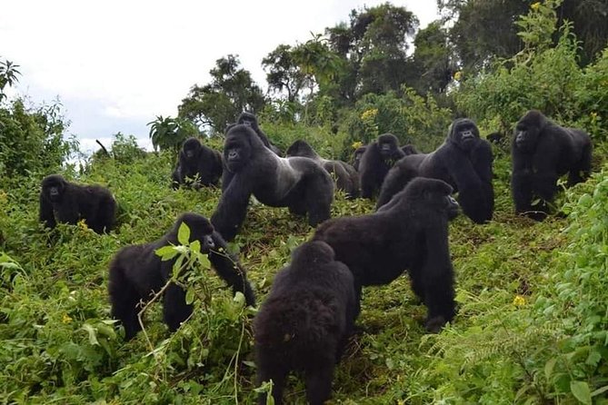 Gorilla trekking &wildlife adventure in Rwanda - The five details that shape this Rwanda safari