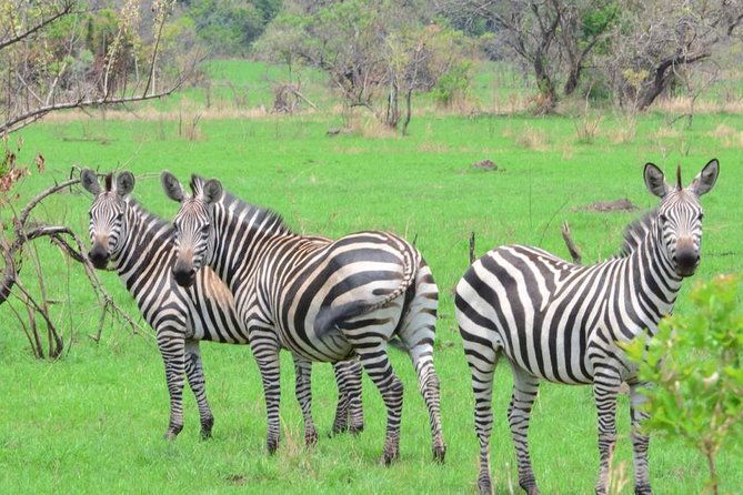 Gorilla trekking &wildlife adventure in Rwanda - What the $7,687 price really covers