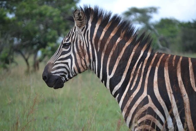 Gorilla trekking &wildlife adventure in Rwanda - The road time is part of the bargain