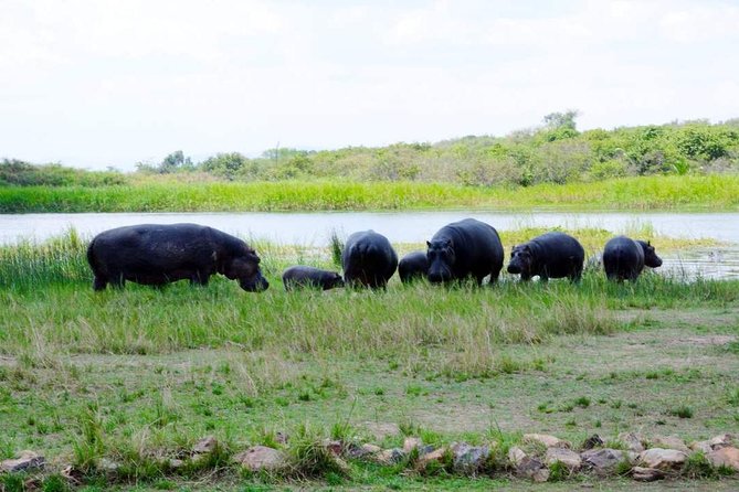 Gorilla trekking &wildlife adventure in Rwanda - Service earns much of the praise