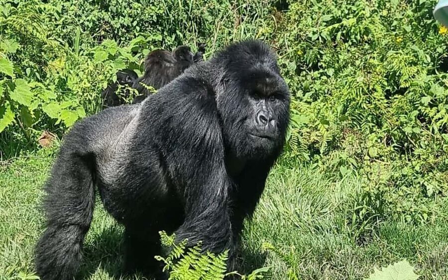 Incredible gorilla Trekking experience in Rwanda - Key points at a glance