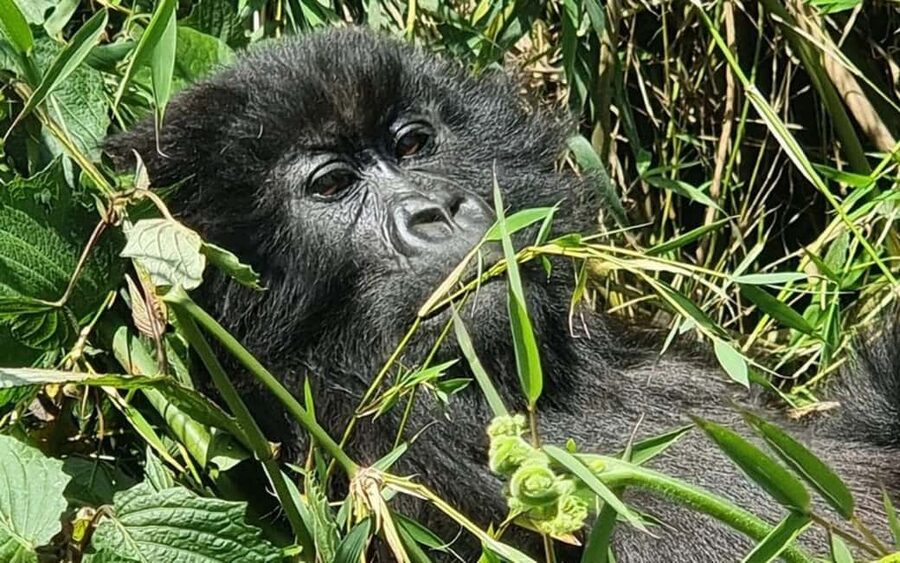 Incredible gorilla Trekking experience in Rwanda - The 7:00 a.m. briefing at Volcanoes National Park