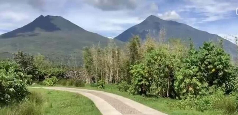 Incredible gorilla Trekking experience in Rwanda - Finding the gorilla family and the one-hour visit
