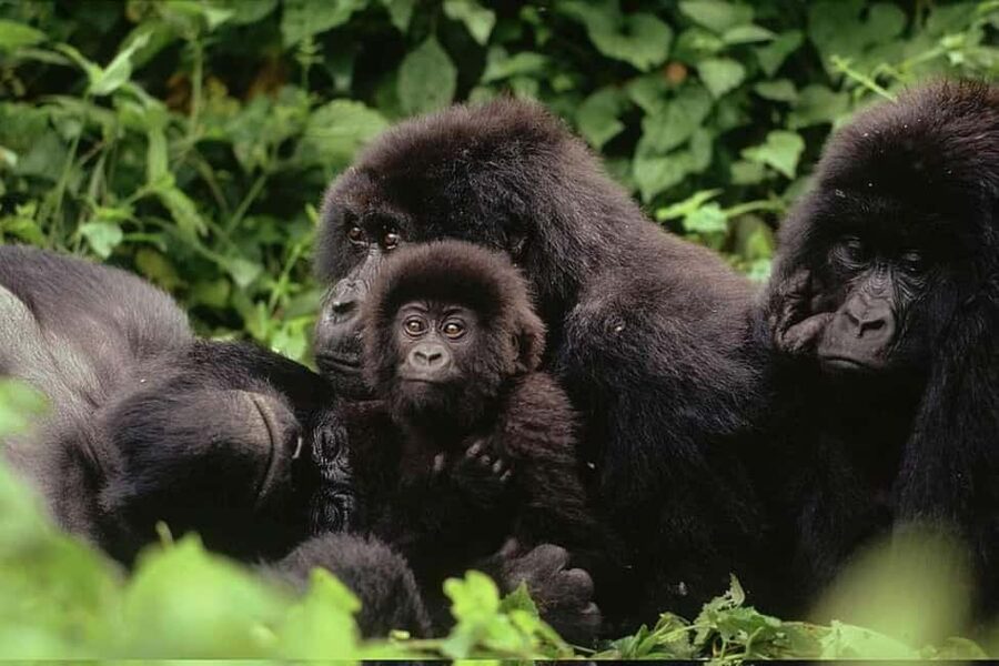 Incredible gorilla Trekking experience in Rwanda - What the $280 price really covers