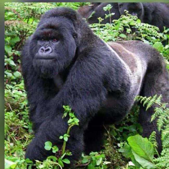Incredible gorilla Trekking experience in Rwanda - The 4:30 a.m. drive from Kigali