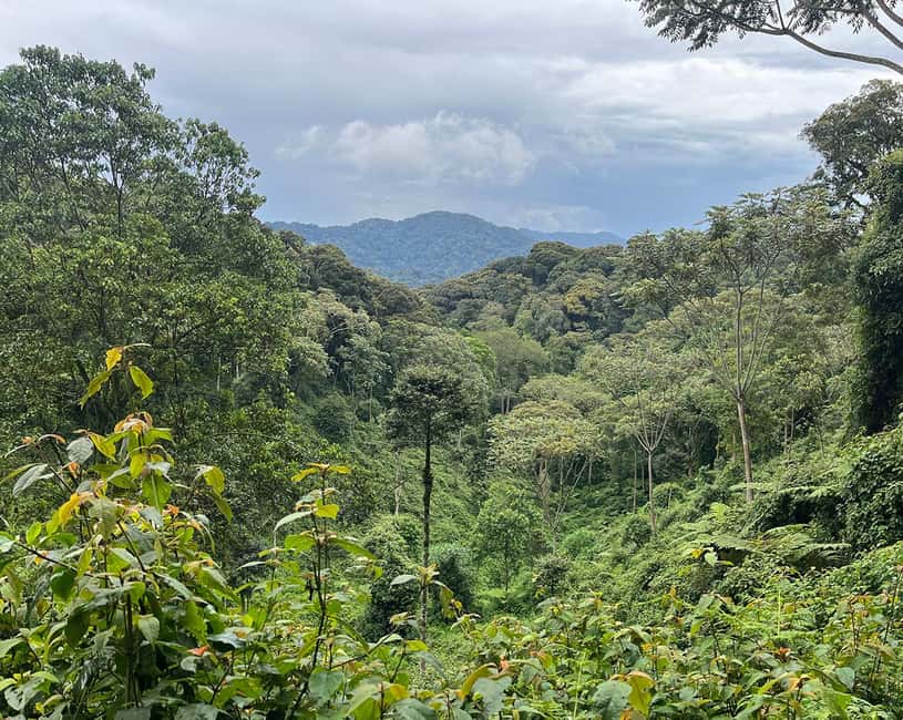 Kigali:1 Day Nyungwe Canopy Walk & Waterfall Tour adventure - The canopy walkway: height, views, and one point to verify