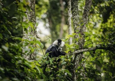 1 Day Nyungwe Canopy Walk & Waterfall Tour adventure