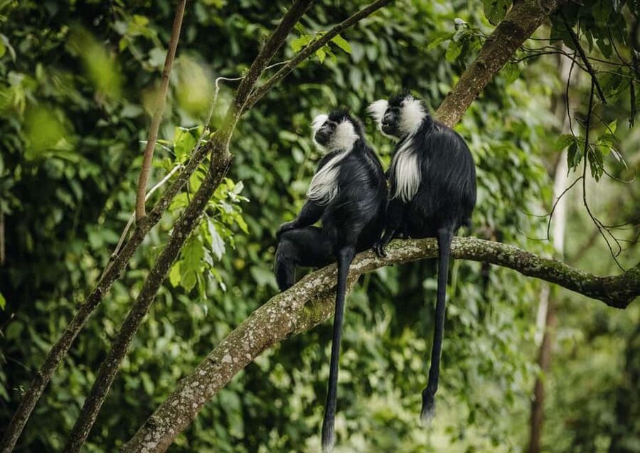 Kigali:1 Day Nyungwe Canopy Walk & Waterfall Tour adventure - FAQ