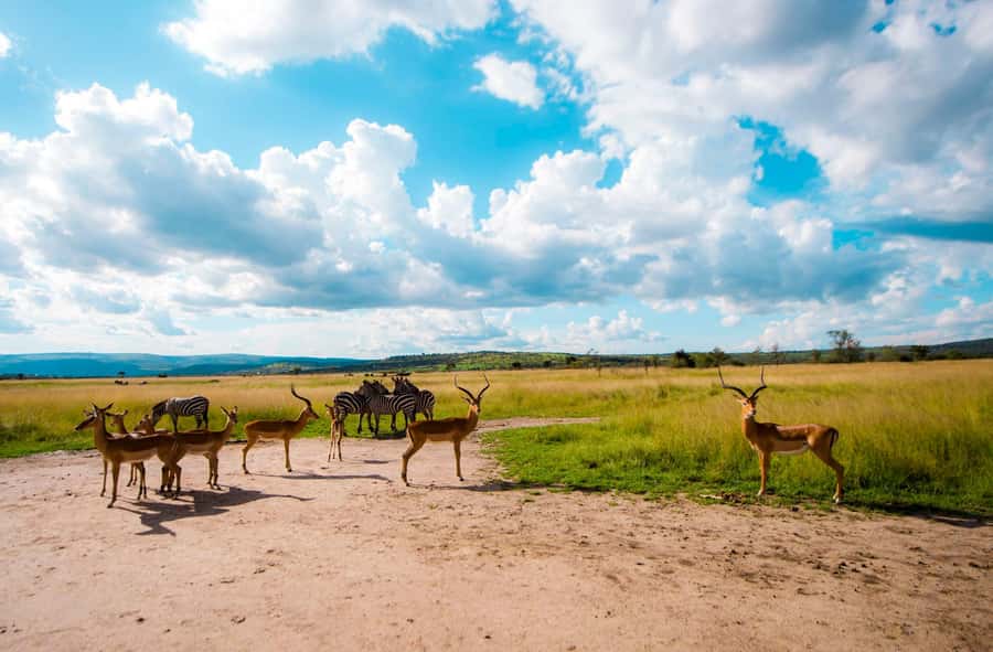 Kigali: Akagera National Park Luxury Day Trip with Boat Ride - Key points before you book