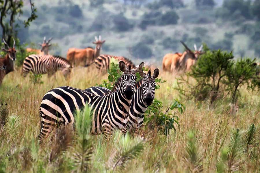 Kigali: Akagera National Park Luxury Day Trip with Boat Ride - Booking advice and cancellation flexibility