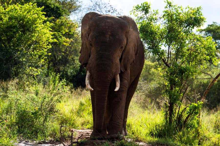 Kigali: Akagera National Park Luxury Day Trip with Boat Ride - The long morning ride from Kigali