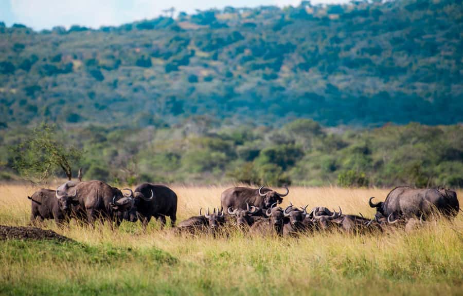 Kigali: Akagera National Park Luxury Day Trip with Boat Ride - Why the Lake Ihema boat ride matters