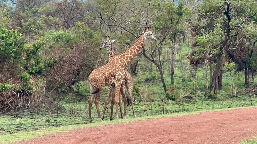Kigali: Akagera National Park Luxury Day Trip with Boat Ride - Lunch, drinks, and the meaning of luxury