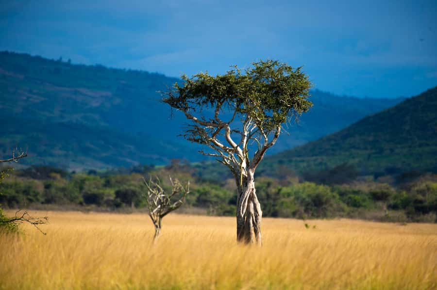 Kigali: Akagera National Park Luxury Day Trip with Boat Ride - Akagera’s morning game drive