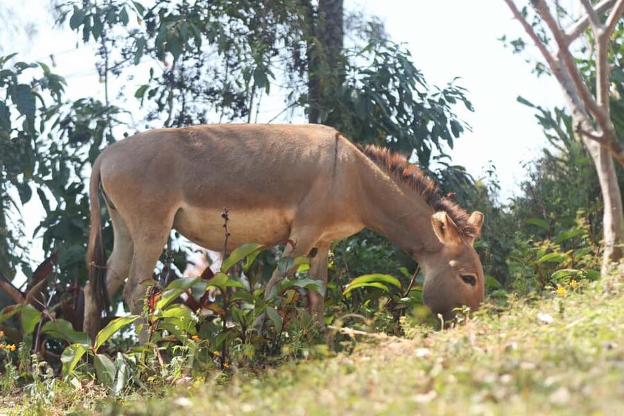Kigali: Donkey Rides for Kids Experience - Learning about donkey care and Mount Kigali plants