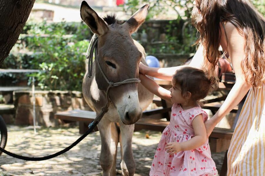 Kigali: Donkey Rides for Kids Experience - What $15 per person really gets you