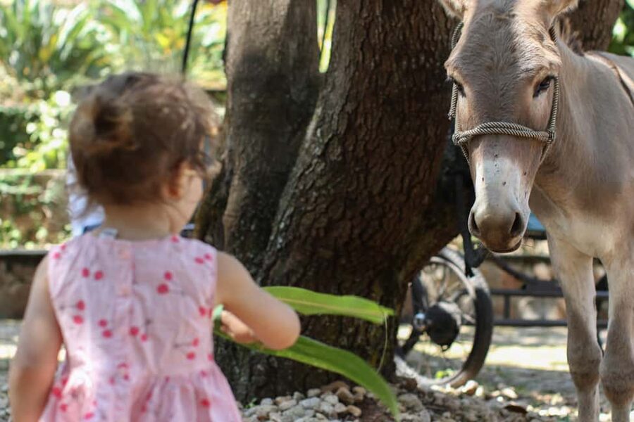Kigali: Donkey Rides for Kids Experience - Practical planning for your visit