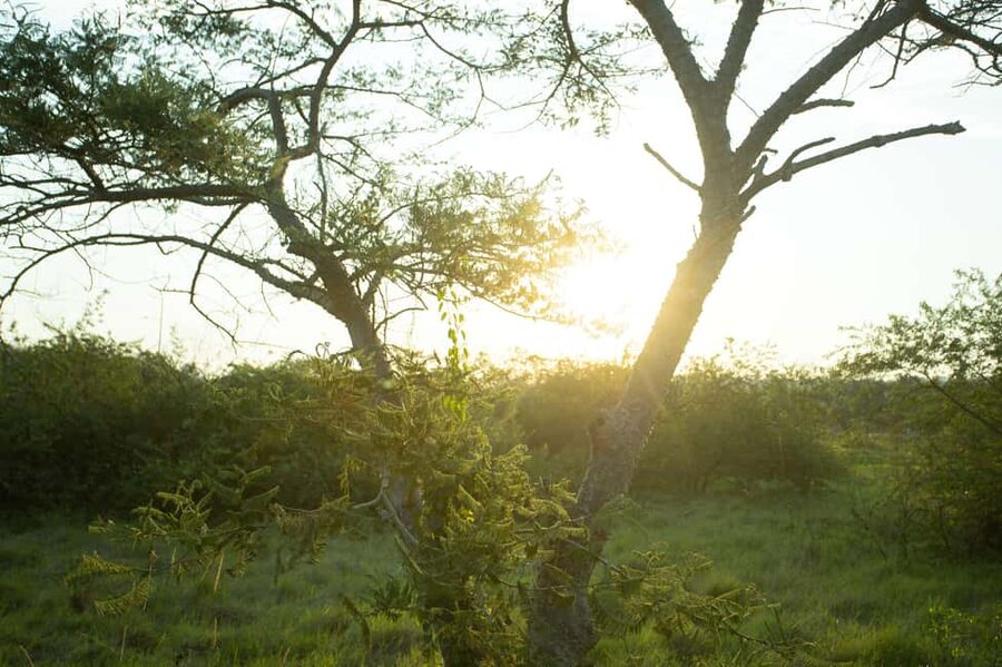 Kigali Eco Park Bird Watching Experience - What the guides add to the experience