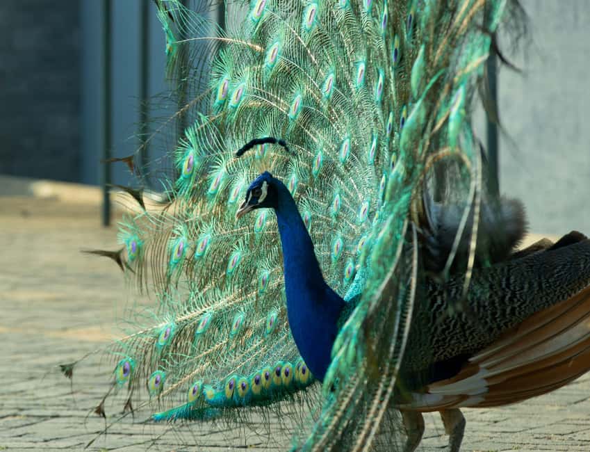 Kigali Eco Park Bird Watching Experience - Who will enjoy this Kigali nature experience