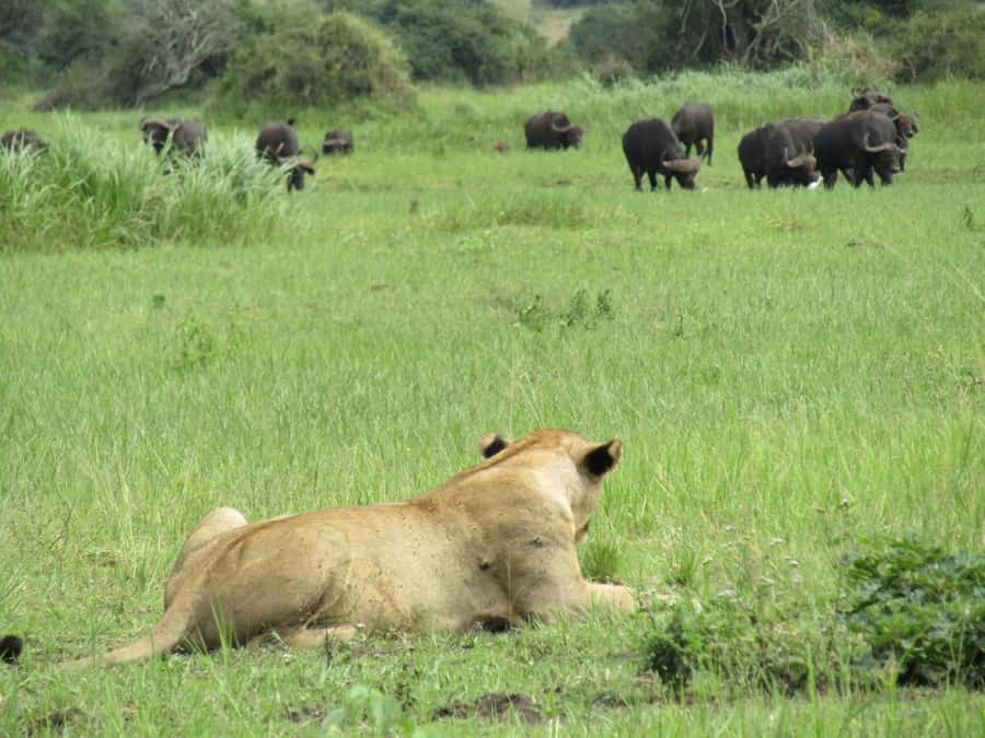 Kigali: Full-Day Akagera Safari + Optional Boat Ride - Afternoon game drive: a second chance at wildlife