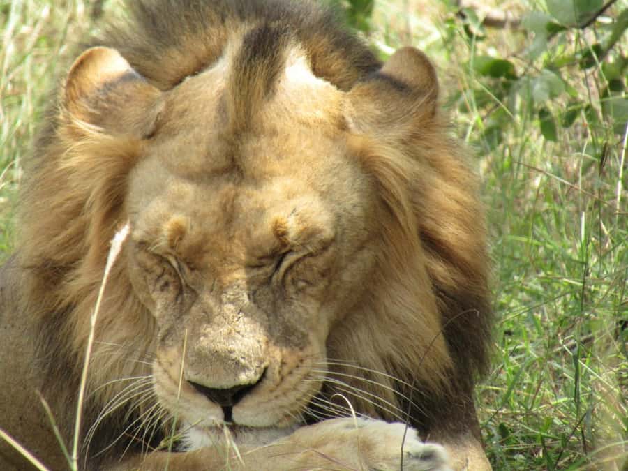 Kigali: Full-Day Akagera Safari + Optional Boat Ride - The optional Lake Ihema boat ride