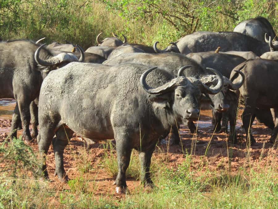 Kigali: Full-Day Akagera Safari + Optional Boat Ride - Comfort, safety, and the long road home