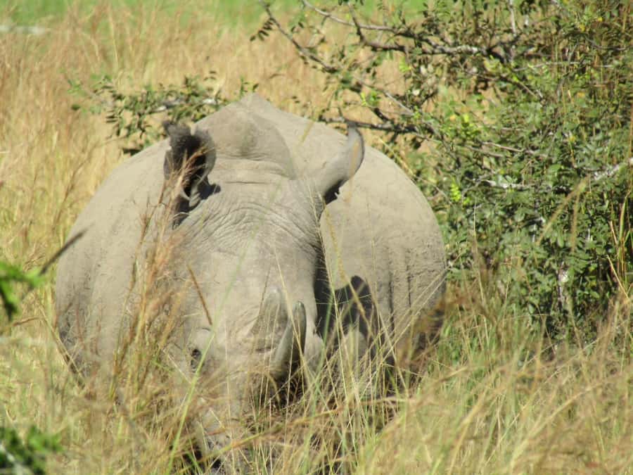Kigali: Full-Day Akagera Safari + Optional Boat Ride - Arriving at Akagera and getting oriented
