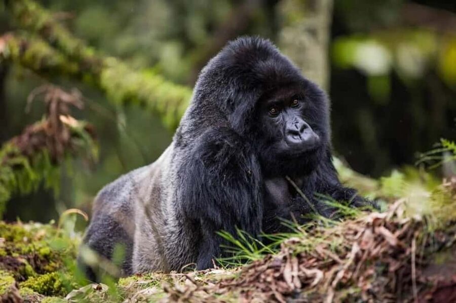 Kigali: Gorilla Trekking in Volcanoes National Park - Why Volcanoes National Park matters