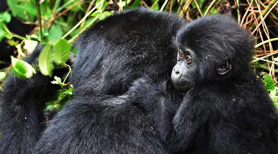 Kigali: Gorilla Trekking in Volcanoes National Park - Kigali to Kinigi before sunrise