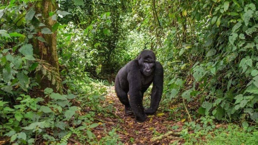 Kigali: Gorilla Trekking in Volcanoes National Park - What the support team adds