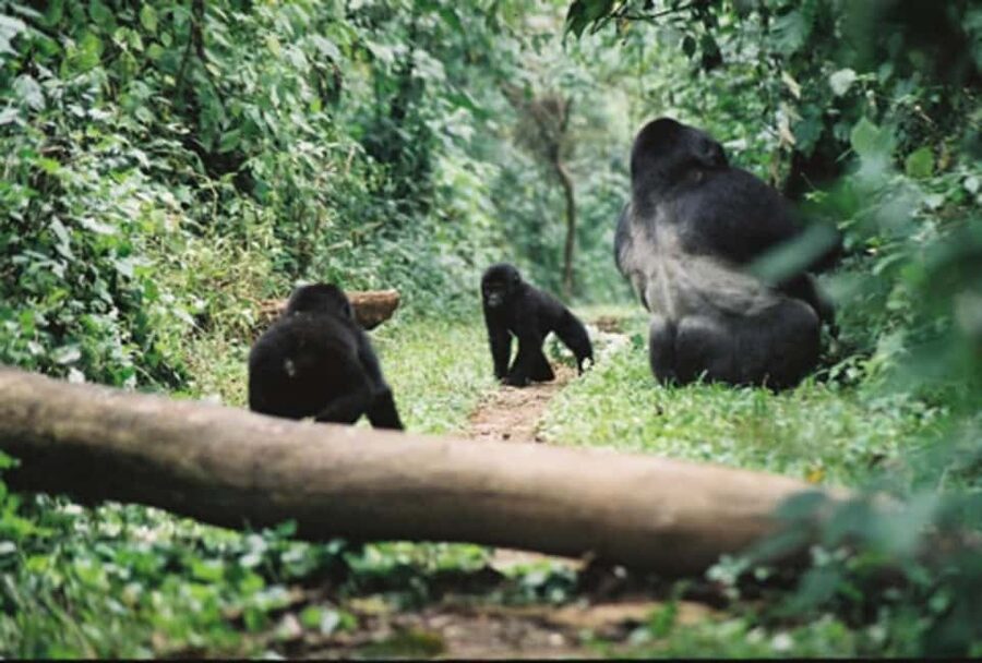 Kigali: Gorilla Trekking in Volcanoes National Park - The Kinigi briefing and gorilla assignment