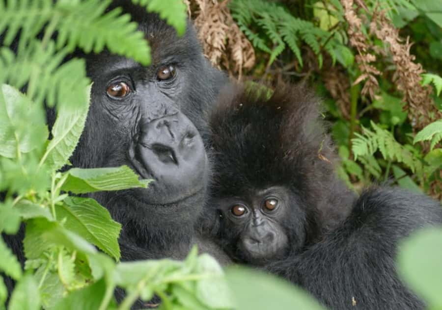 Kigali: Rwanda Gorilla Tracking in Volcanoes National Park - Key points to know before booking