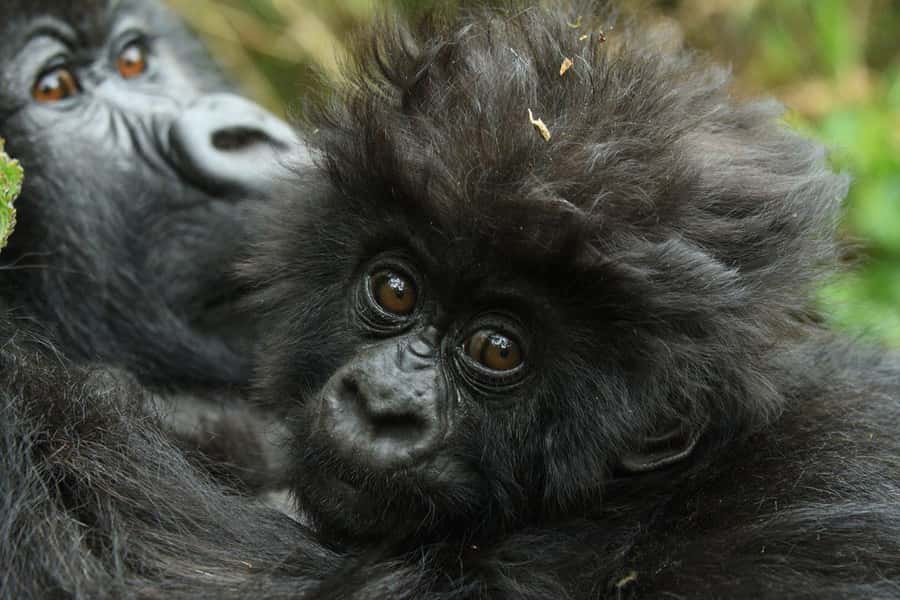Kigali: Rwanda Gorilla Tracking in Volcanoes National Park - Why this is one of Rwanda’s great days out