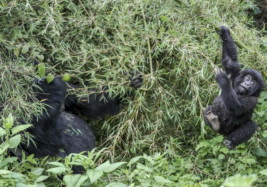 Kigali: Rwanda Gorilla Tracking in Volcanoes National Park - Coffee, briefing, and the move to the trailhead
