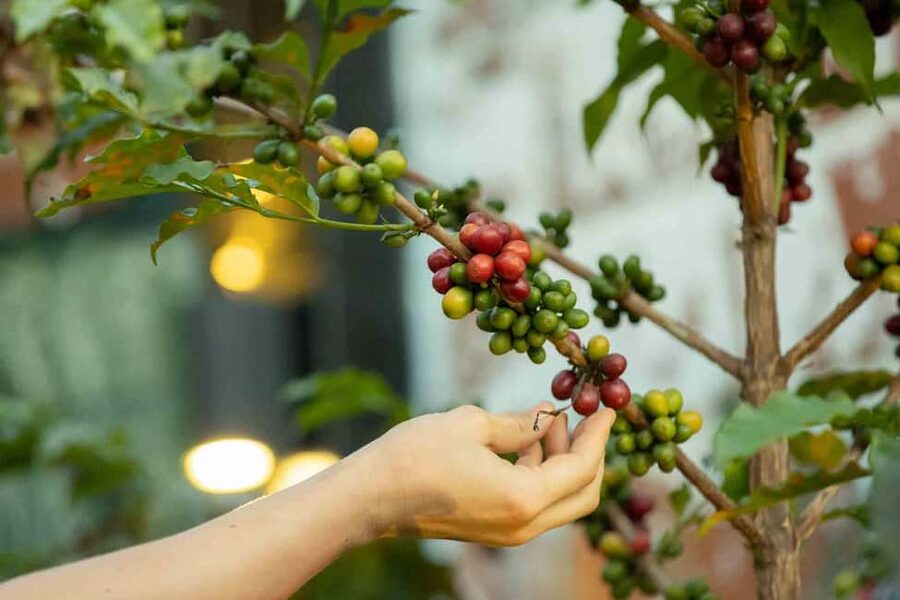 Kigali: Traditional Coffee Experience ( Bean to Brew) - Who Will Enjoy This Coffee Workshop?