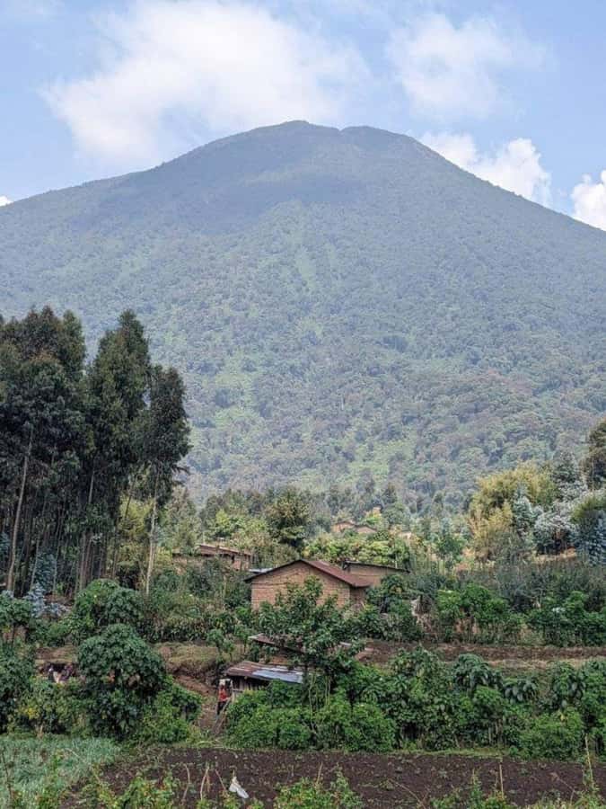 Mount Bisoke Hike in Volcanoes National Park - The first section through bamboo forest