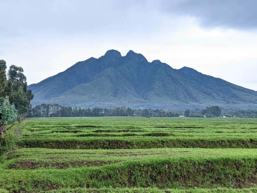 Mount Bisoke Hike in Volcanoes National Park - Returning to the park headquarters and Kigali