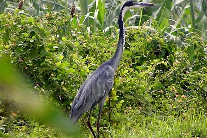 Nyungwe exploration - Key points to know before booking