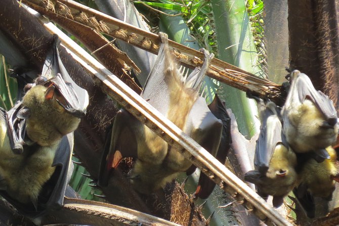 Nyungwe exploration - What this Nyungwe experience is really about