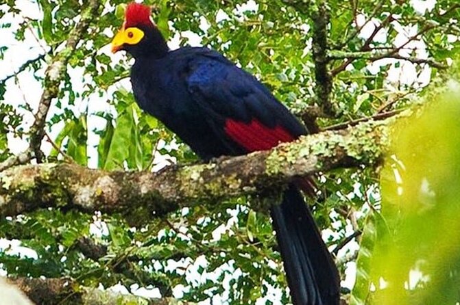 Nyungwe exploration - Hiking with a camera and binoculars