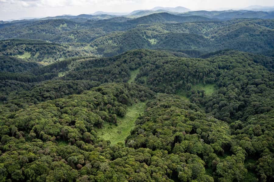 NYUNGWE: Nyungwe National Park Canopy Walk - Key points to know before booking