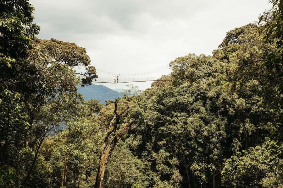 NYUNGWE: Nyungwe National Park Canopy Walk - The real shape of this Kigali to Nyungwe day