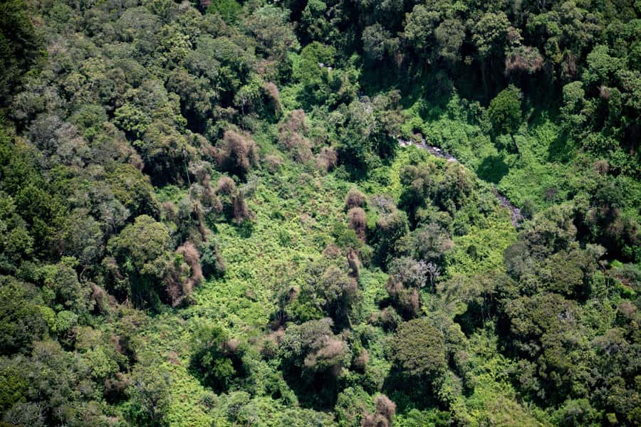 NYUNGWE: Nyungwe National Park Canopy Walk - Entering one of Africa’s oldest rainforests