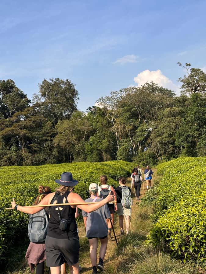 NYUNGWE: Nyungwe National Park Canopy Walk - What the $415 price really includes