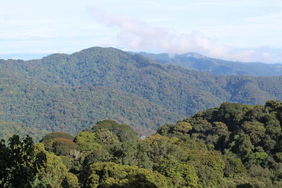 NYUNGWE: Nyungwe National Park Canopy Walk - Pickup in Kigali and the long road west